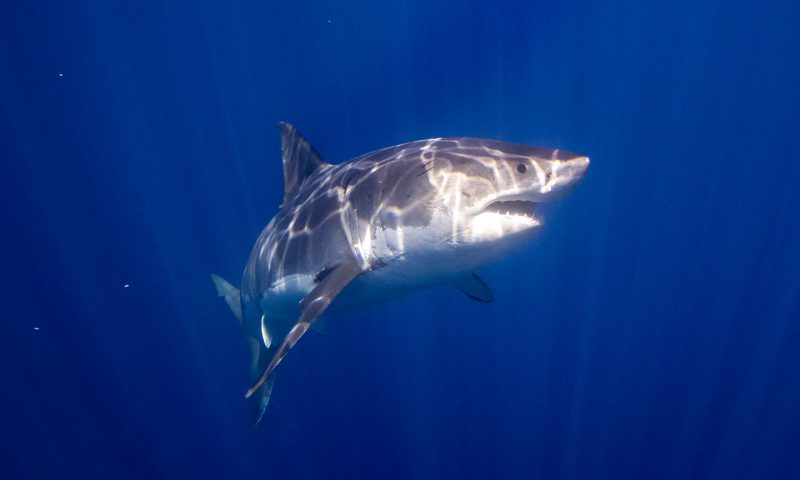 Great White Shark Diving off of Guadalupe Island