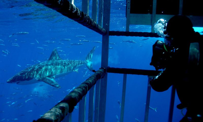 Inside the Great White Cage for Guadalupe Island Diving