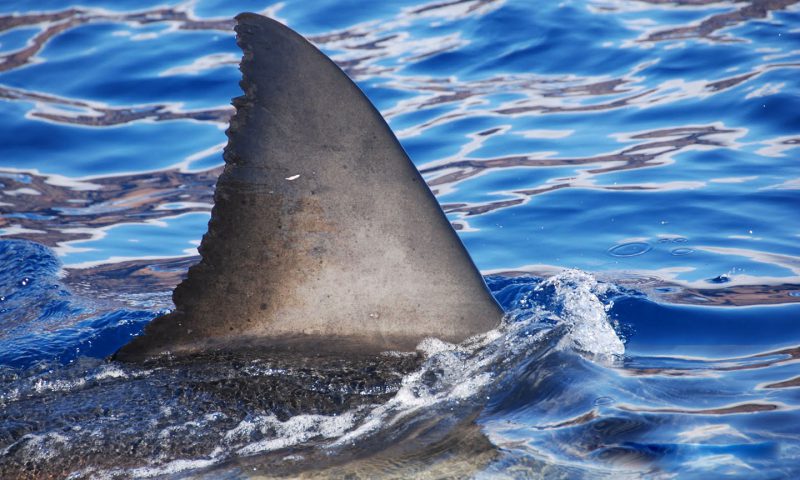 Great White Shark Fin off of Guadalupe Island